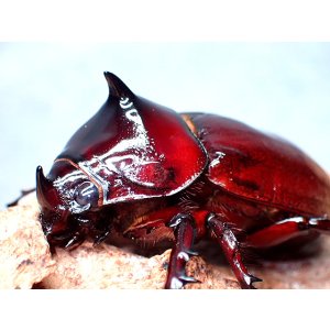 画像: ★ケンタウルスオオカブト♂４４mm単品★