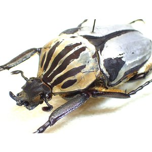画像: ★セール！貴重！G,カシクス♂５９mm標本★