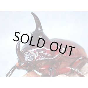 画像: ★ケンタウルスオオカブト♂５１mm単品★