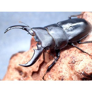 画像: ★久米島産！オキナワヒラタクワガタ♂５８mmペア★