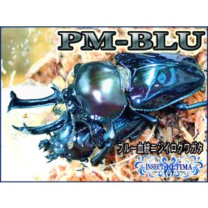 画像: ★２０２５今期最高！ＰＭ-ＢＬＵ血統！ニジイロ／幼虫４頭セット★ 