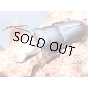 画像: ★ＷＤ！京都府産コクワガタ♂４３mmペア★