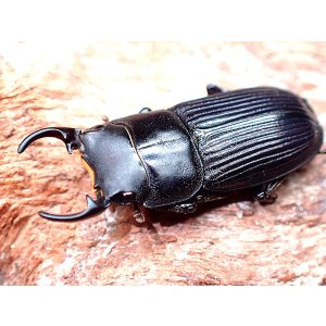 画像: ★ＷＤ！沼島産ネブトクワガタ♂２０mmペア★