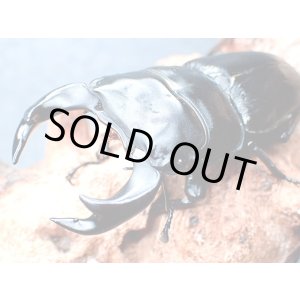 画像: ★貴重！ＤＣＨ-Ｈ５改！Ｄ,チャイナホペイ／幼虫４頭セット★