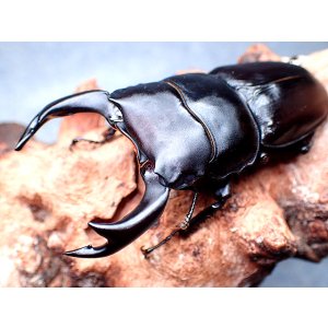 画像: ★セール！貴重！京都産オオクワガタ♂７２mmペア★