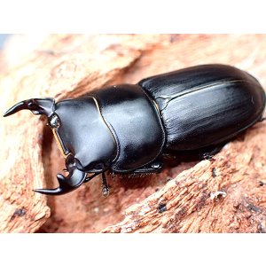 画像: ★セール！イタリア産ムシモンオオクワガタ♂２８mmペア★