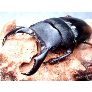 画像: ★セール！与那国島産サキシマヒラタクワガタ♂７３mmペア★