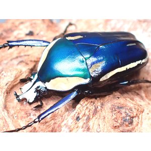 画像: ★ブルー系！シロヘリオオツノカナブン♂３２mmペア★