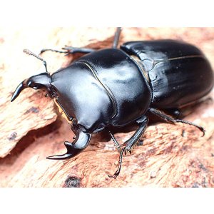 画像: ★イタリア産ムシモンオオクワガタ♂３２mmペア★
