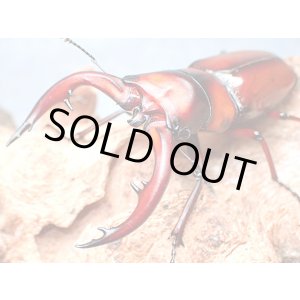 画像: ★セール！悪石島産トカラノコギリクワガタ♂６１mmペア★