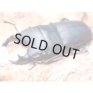 画像: ★セール！メタドルクス／ロトゥンダトゥス♂１９mm単品★