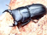 画像: ★イタリア産ムシモンオオクワガタ♂３０mmペア★