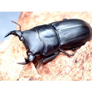 画像: ★イタリア産ムシモンオオクワガタ♂３０mmペア★