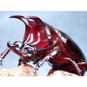 画像: ★スマトラ産アトラスオオカブト♂５０mmペア★
