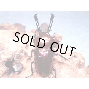 画像: ★セール！高レベル！ＰＭＲ-Ｒ血統ニジイロ♂５７mmペア★