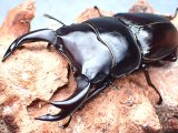 画像: ★セール！貴重！上阿古谷産オオクワガタ♂６８mmペア★
