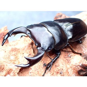 画像: ★セール！貴重！上阿古谷産オオクワガタ♂６２mmペア★
