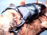 画像: ★セール！貴重！上阿古谷産オオクワガタ♂７０mmペア★