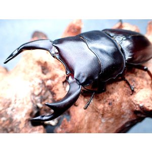 画像: ★セール！貴重！上阿古谷産オオクワガタ♂７０mmペア★