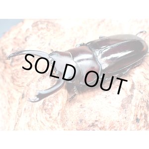 画像: ★貴重！アルナーチャル産D,フルボノタトゥス／幼虫４頭セット★