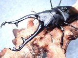 画像: ★セール！フローレス産ギラファノコギリクワガタ♂１１０mmペア★