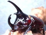 画像: ★ケンタウルスオオカブト♂６４mm単品★