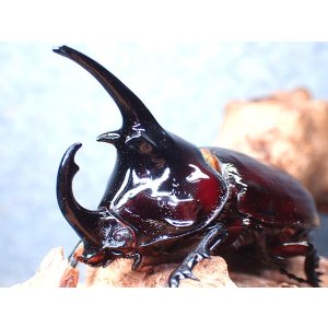 画像: ★ケンタウルスオオカブト♂６４mm単品★