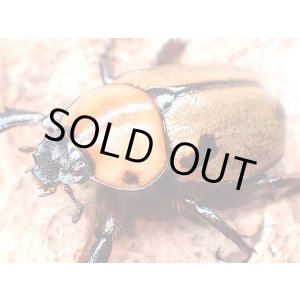画像: ★セール！ヨツボシヒナカブト♀２７mm単品★