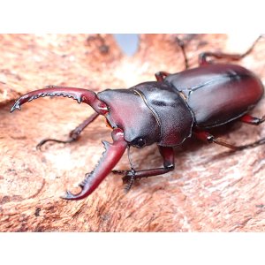 画像: ★セール！D,メリディオナリス♂３５mmペア★