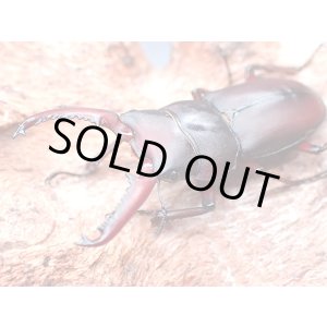 画像: ★セール！D,メリディオナリス♂３５mmペア★