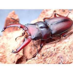 画像: ★セール！D,メリディオナリス♂４０mmペア★