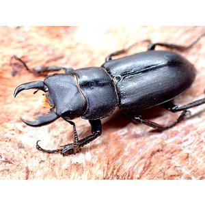 画像: ★ＷＤ！対馬産スジクワガタ♂２１mmペア★