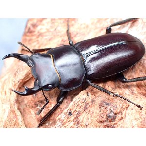 画像: ★セール！トクノシマコクワ♂３７mmペア★