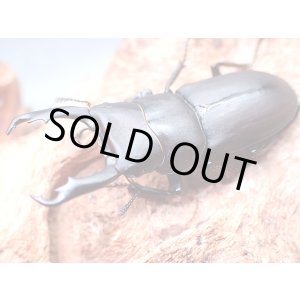 画像: ★セール！ＷＤ！能勢産スジクワガタ♂３４mmペア★