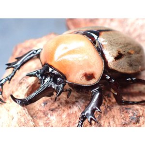 画像: ★セール！ヨツボシヒナカブト幼虫／４頭セット★