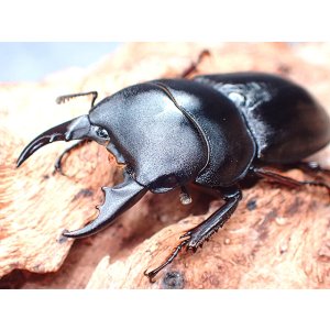 画像: ★セール！Ｄ,バンダエンシス♂３５mmペア★