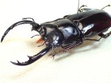 画像: ★セール！R,W,ウエストウッディ♂７１mm標本★