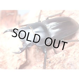 画像: ★セール！トクノシマコクワ♂３５mmペア★