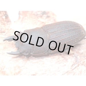 画像: ★セール！貴重！ヤマトサビクワガタ♂２６mmペア★