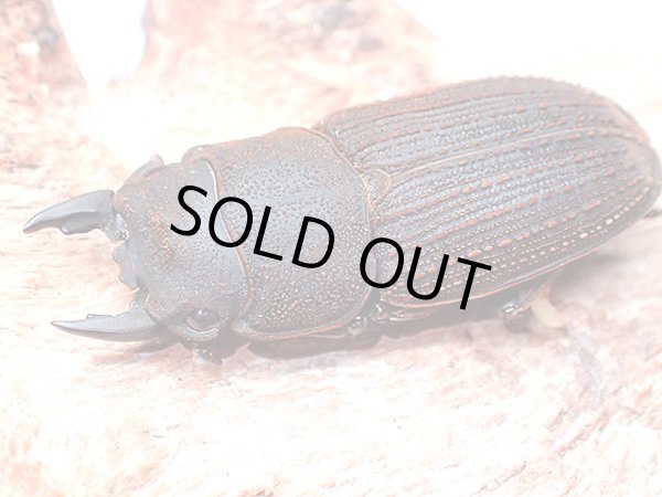 画像1: ★セール！貴重！ヤマトサビクワガタ♂２６mmペア★