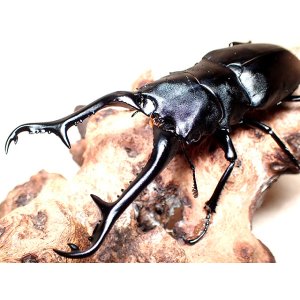 画像: ★セール！大型フローレス産P,ギラファ／幼虫４頭セット★