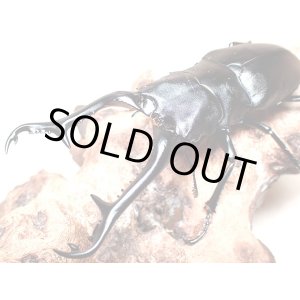 画像: ★セール！フローレス産P,ギラファ／幼虫４頭セット★