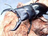 画像: ★セール！久米島産！オキナワヒラタクワガタ♂５９mmペア★