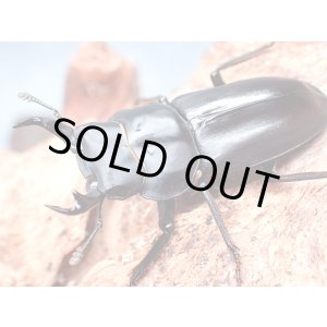 画像: ★貴重！リュウキュウコクワ♂３５mmペア★