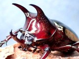 画像: ★スマトラ産アトラスオオカブト♂５１mmペア★