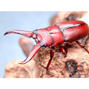 画像: ★セール！貴重！アルナーチャル産P,ラテロタルスス♂３１mmペア★