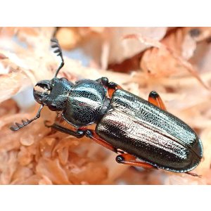 画像: ★大阪産キンキコルリクワガタ／フリーサイズペア★