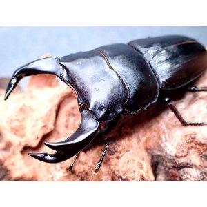 画像: ★セール！貴重！ＤＣＨ-Ｈ５血統！Ｄ,ホペイ♂６８mmペア★