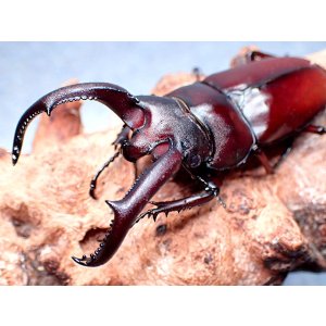 画像: ★セール！貴重！ペロッティシカクワガタ♂７２mmペア★