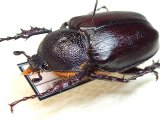 画像: ★セール！トルコヒメテナガコガネ♀３１mm標本★